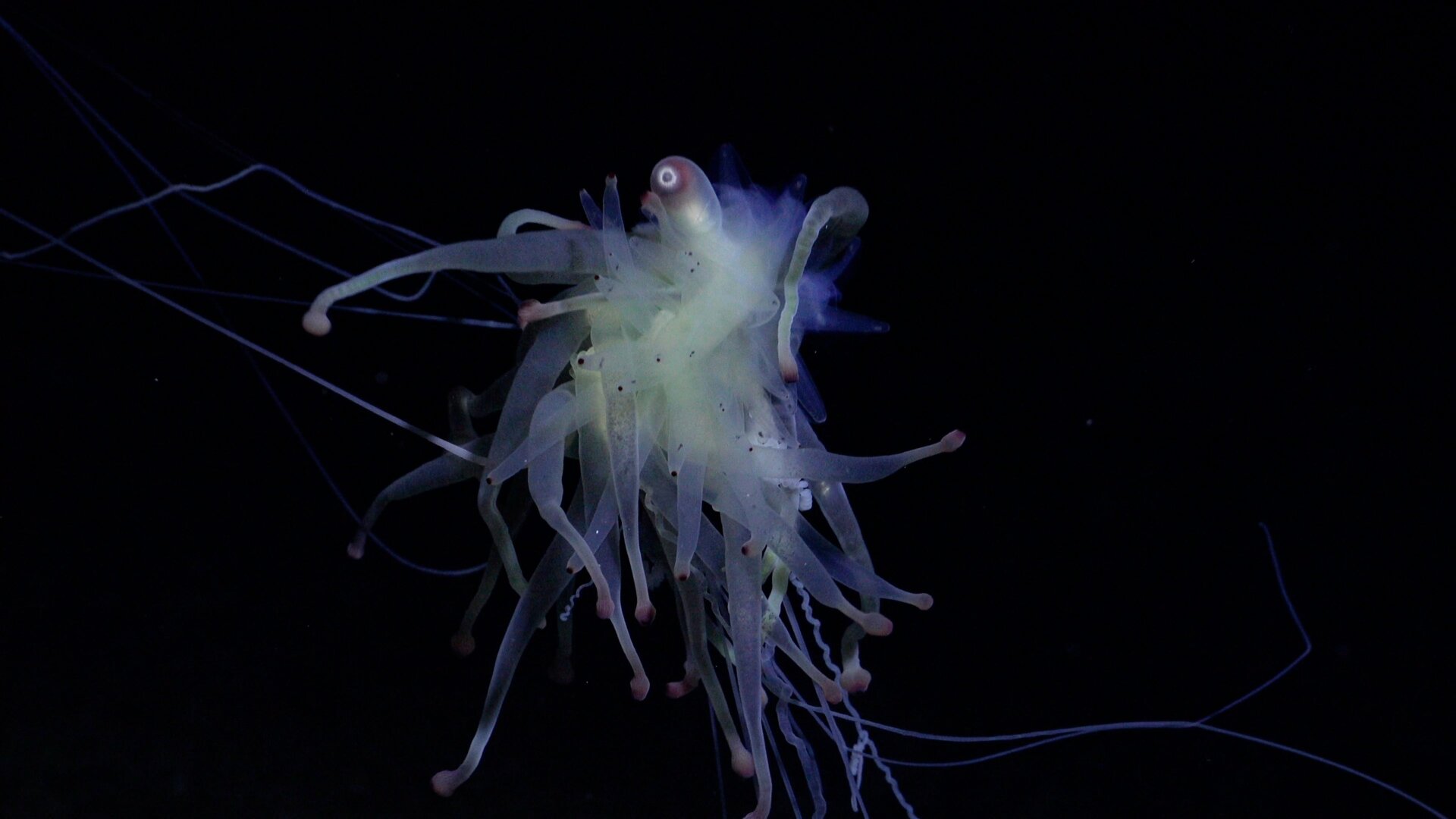 Un Bathyphysa siphonophore trouvé lors de la plongée 677.