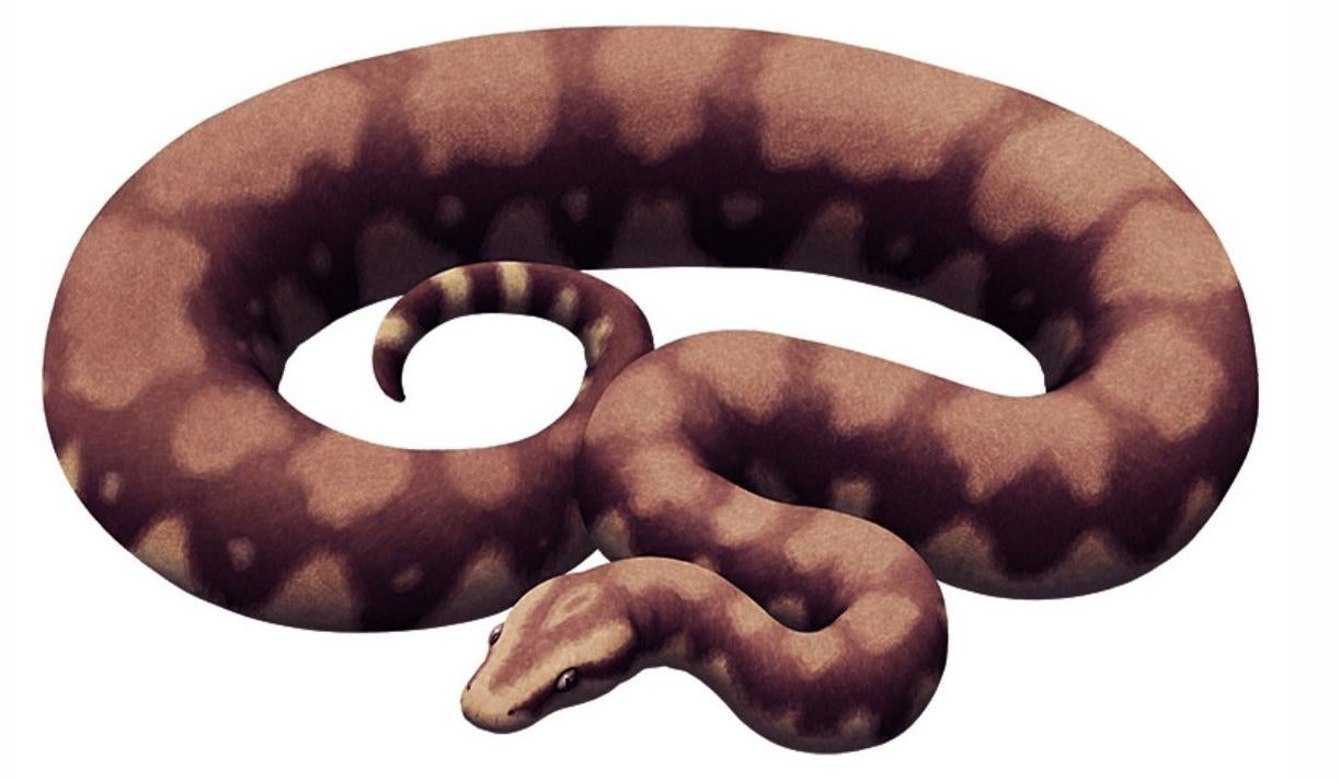 Une illustration d un serpent madtsoiidé.