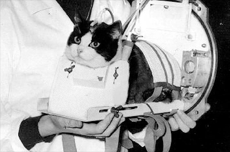Félicette dans son avion avant le vol historique. 