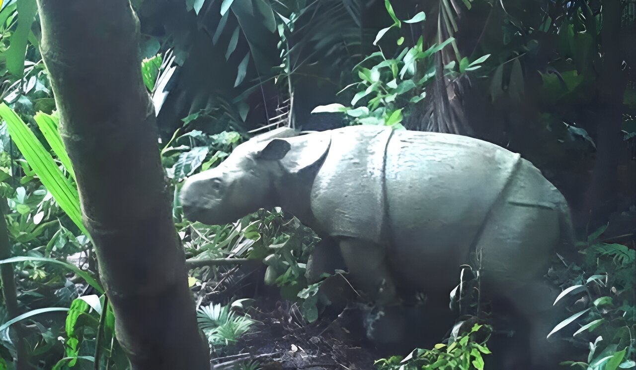  Le nombre de rhinocéros a diminué en raison du braconnage illégal, de la perte de leur habitat, de la disponibilité de la nourriture et des maladies. 
