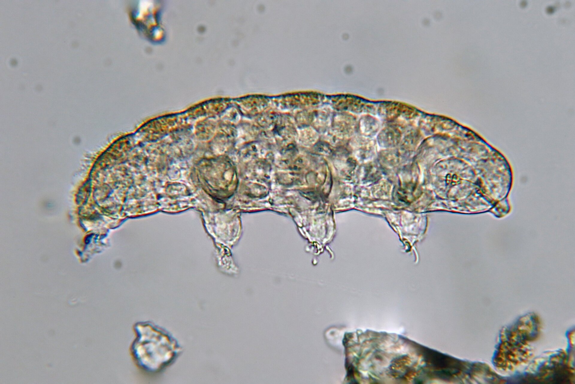Un tardigrade vu au microscope. 