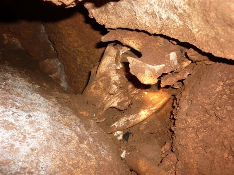 Le crâne du kangourou vu pour la première fois à l’intérieur de la grotte. 