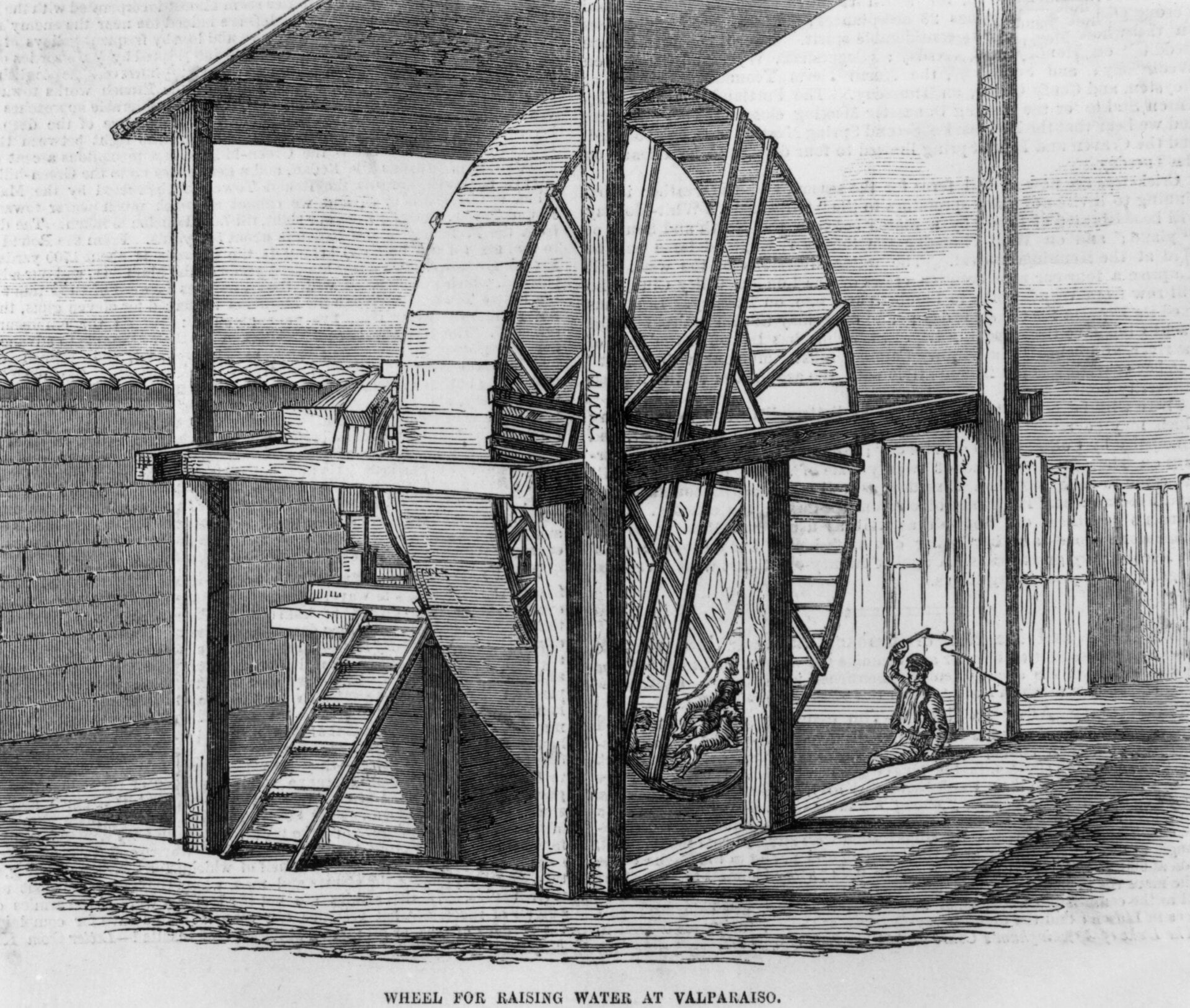 Quatre chiens actionnent une roue pour pomper de l’eau à Valparaiso, au Chili, supervisés par un homme avec un fouet, en 1855. 