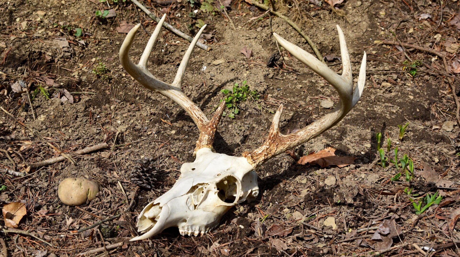 Lecrâne et les bois d’un cerf de Virginie à huit pointes dans la forêt.