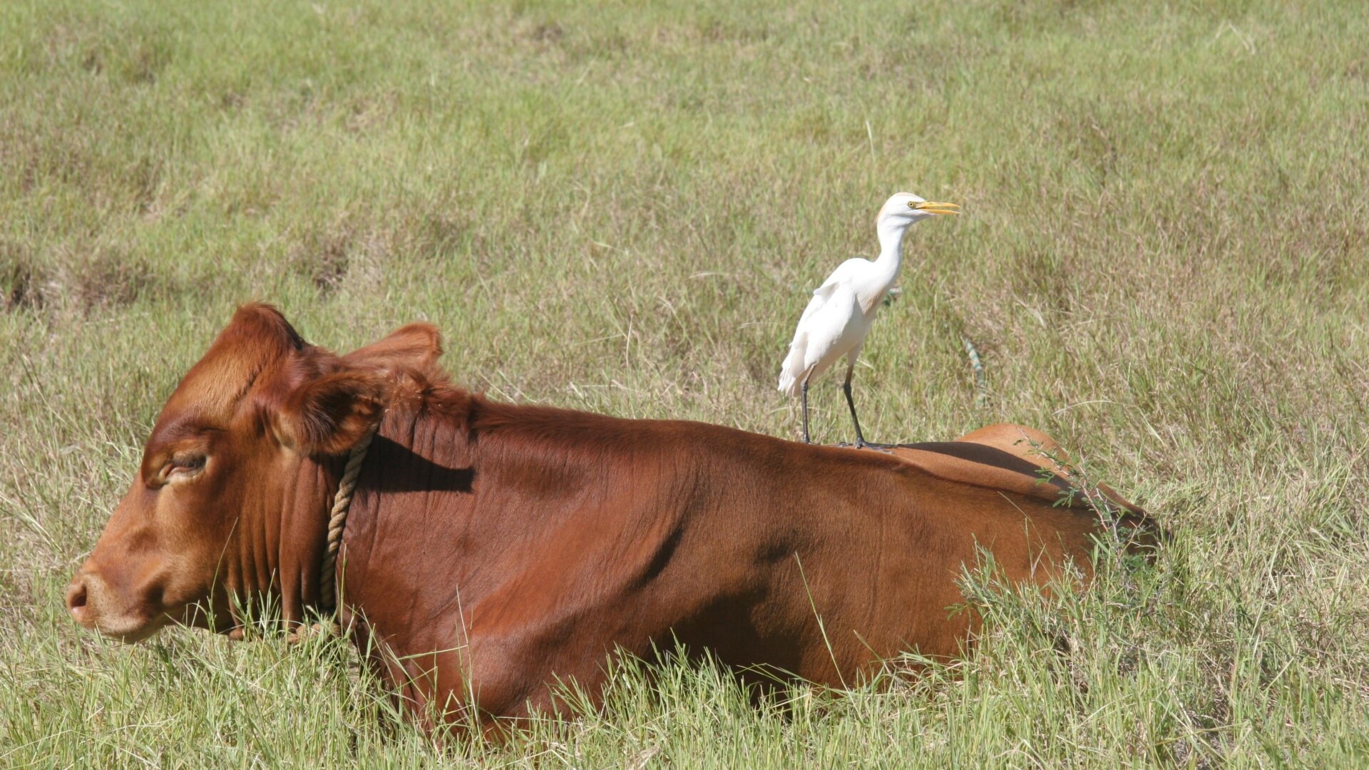 Une vache avec un oiseau héron garde-bœufs assis dessus.
