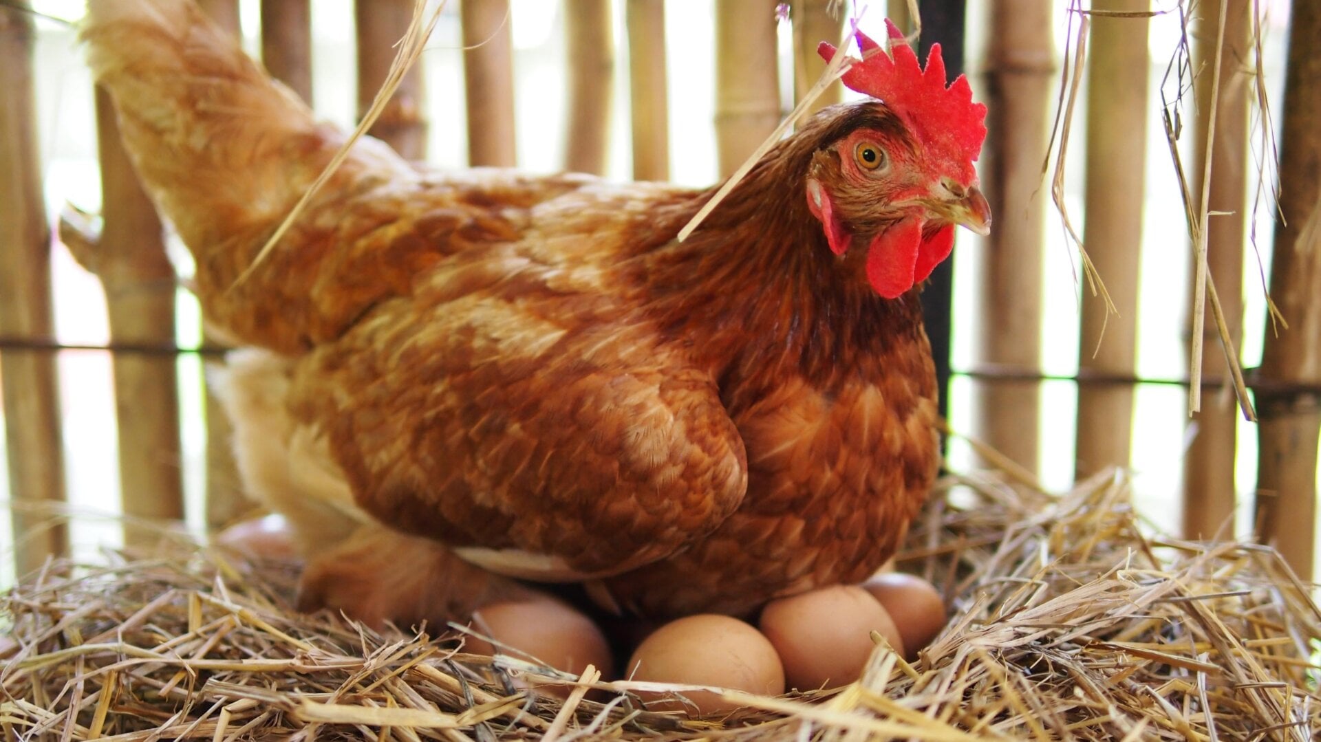 Une poule et ses œufs.