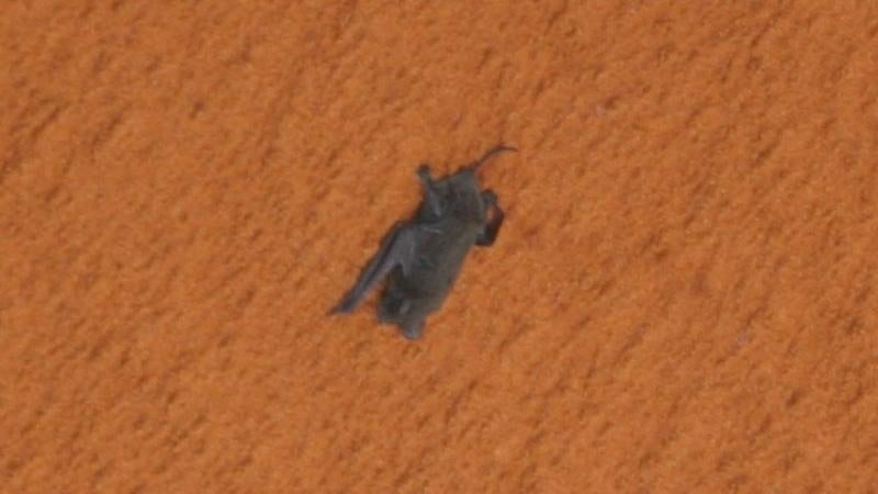 Une chauve-souris accrochée au réservoir de carburant de la navette spatiale en 2009.