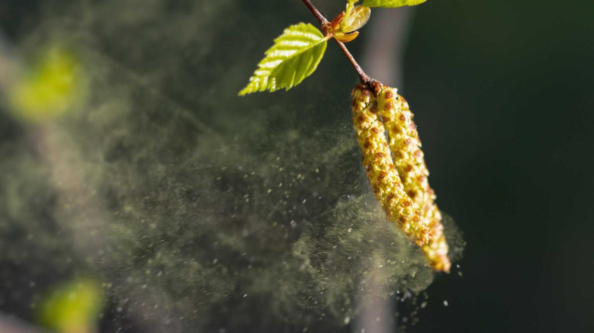 Pollen de bouleau.