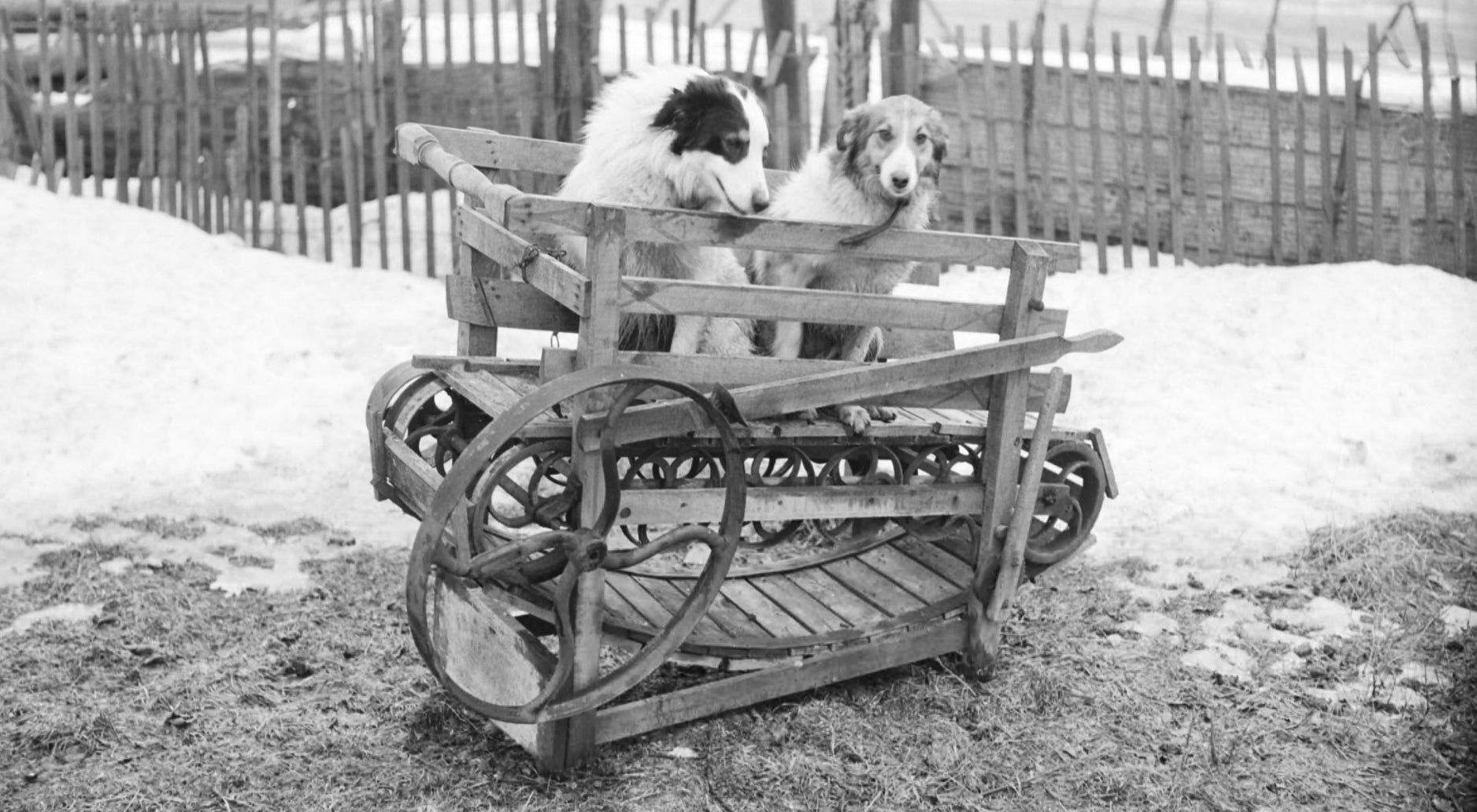 Un tapis roulant propulsé par un chien photographié au Canada en 1954. 
