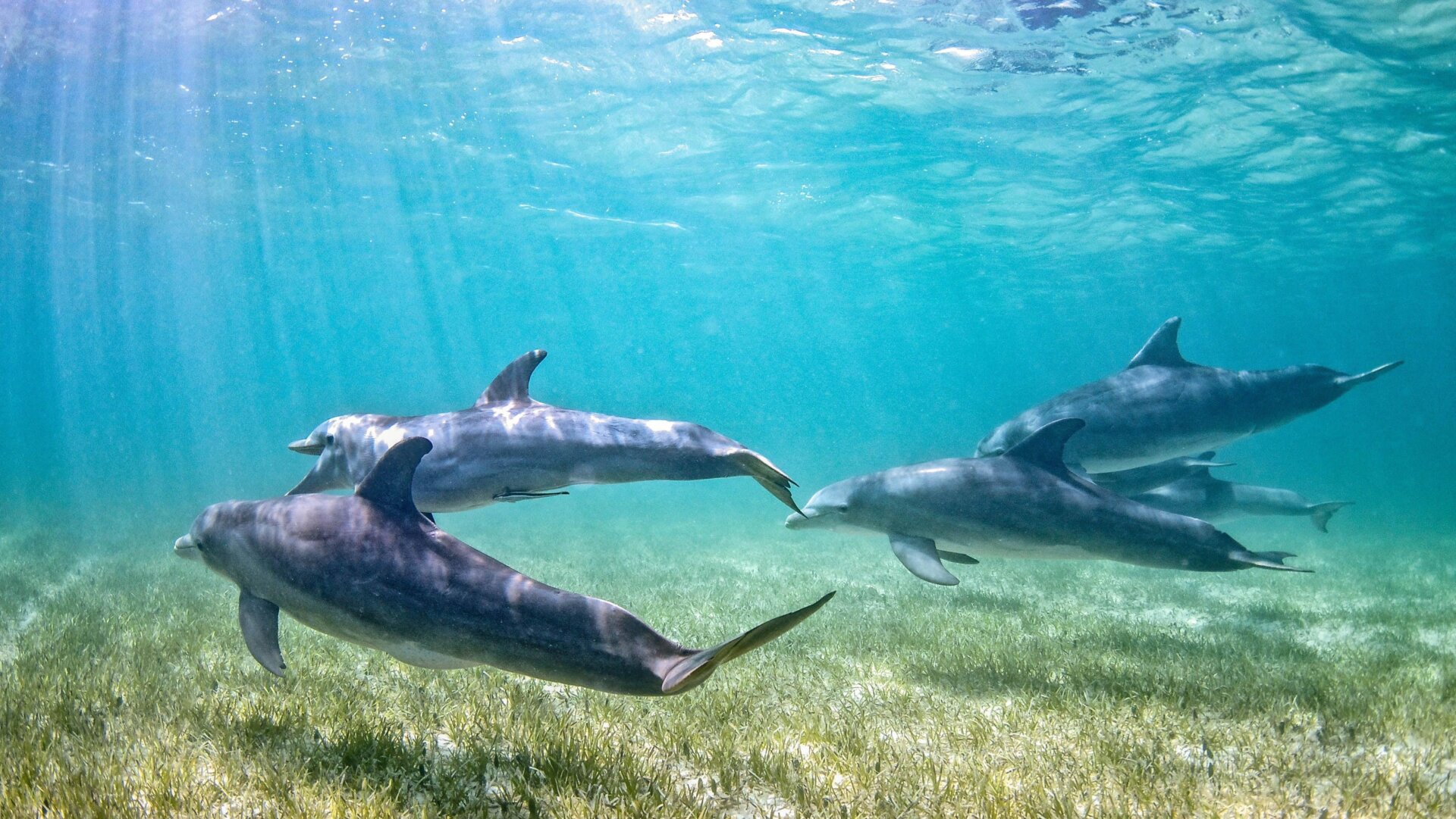 Un groupe de grands dauphins.