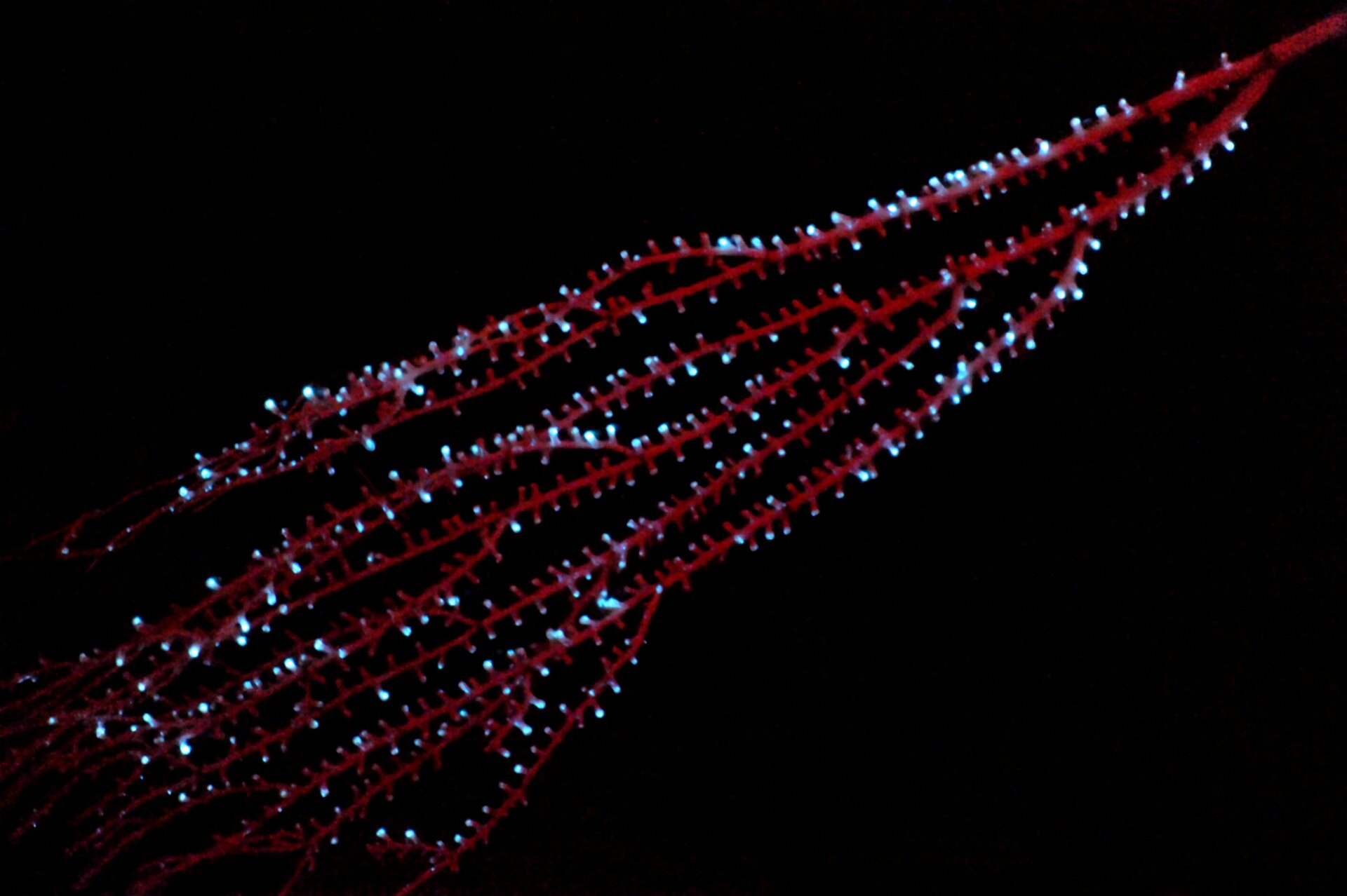 Un octocoral en bambou ramifié bioluminescent.