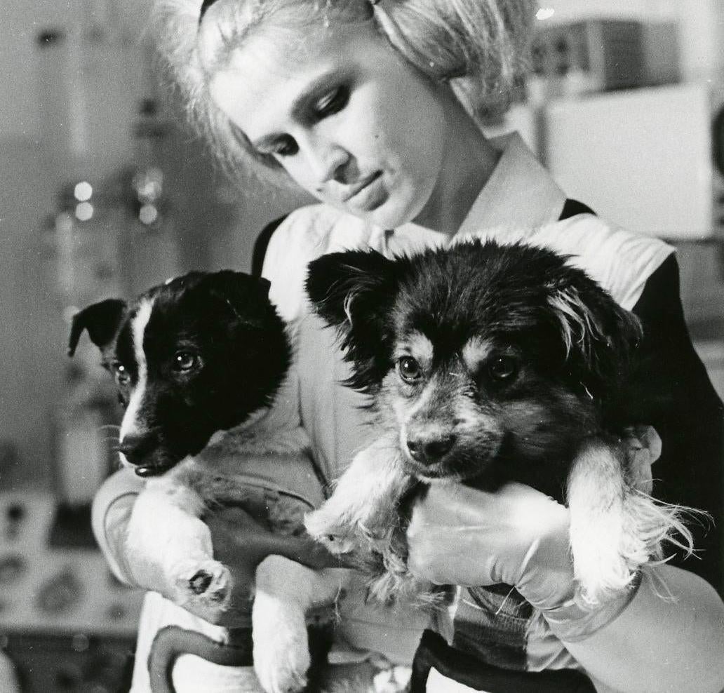 Les cosmodogs soviétiques Veterok et Ugolyok. 