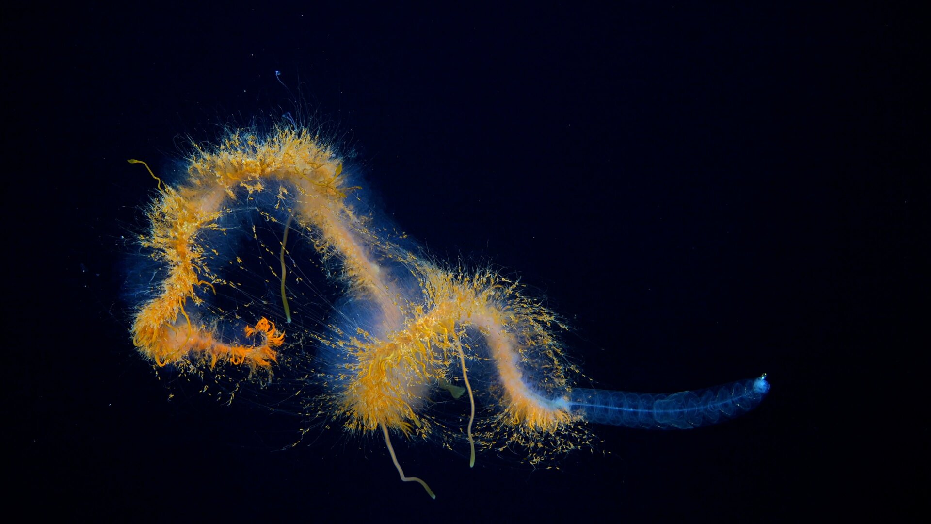 Un siphonophore de galaxie observé lors de la plongée 672.