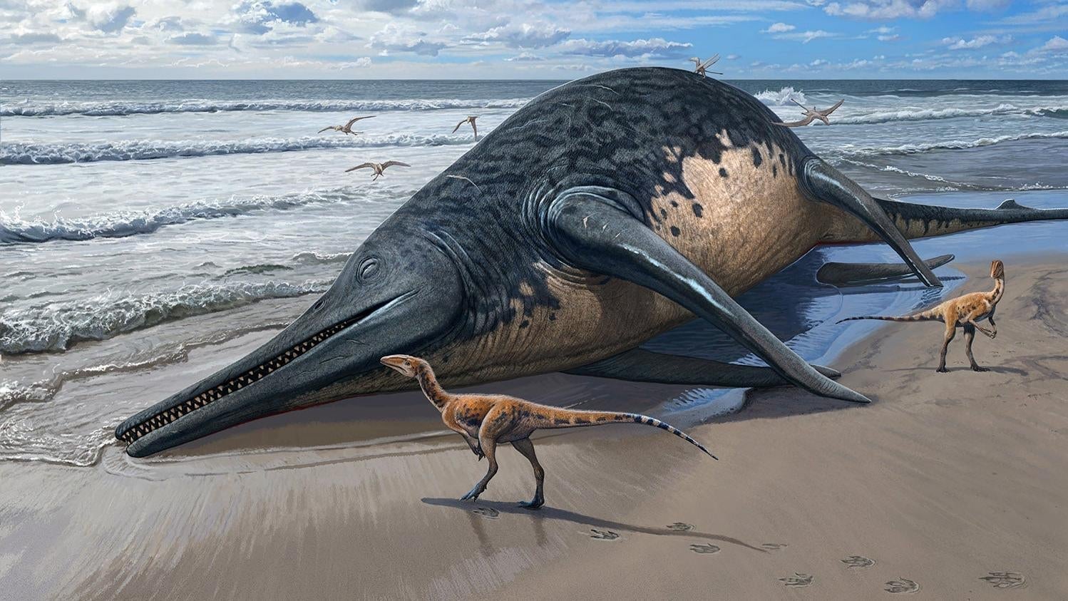 Une illustration d un échoué Ichthyotitan severnensis carcasse.