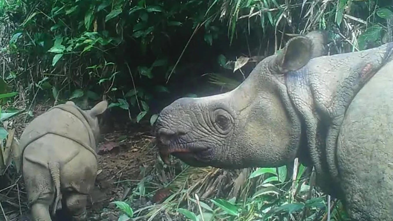 Une image piège caméra d’un nouveau petit rhino en 2020 avec sa mère.