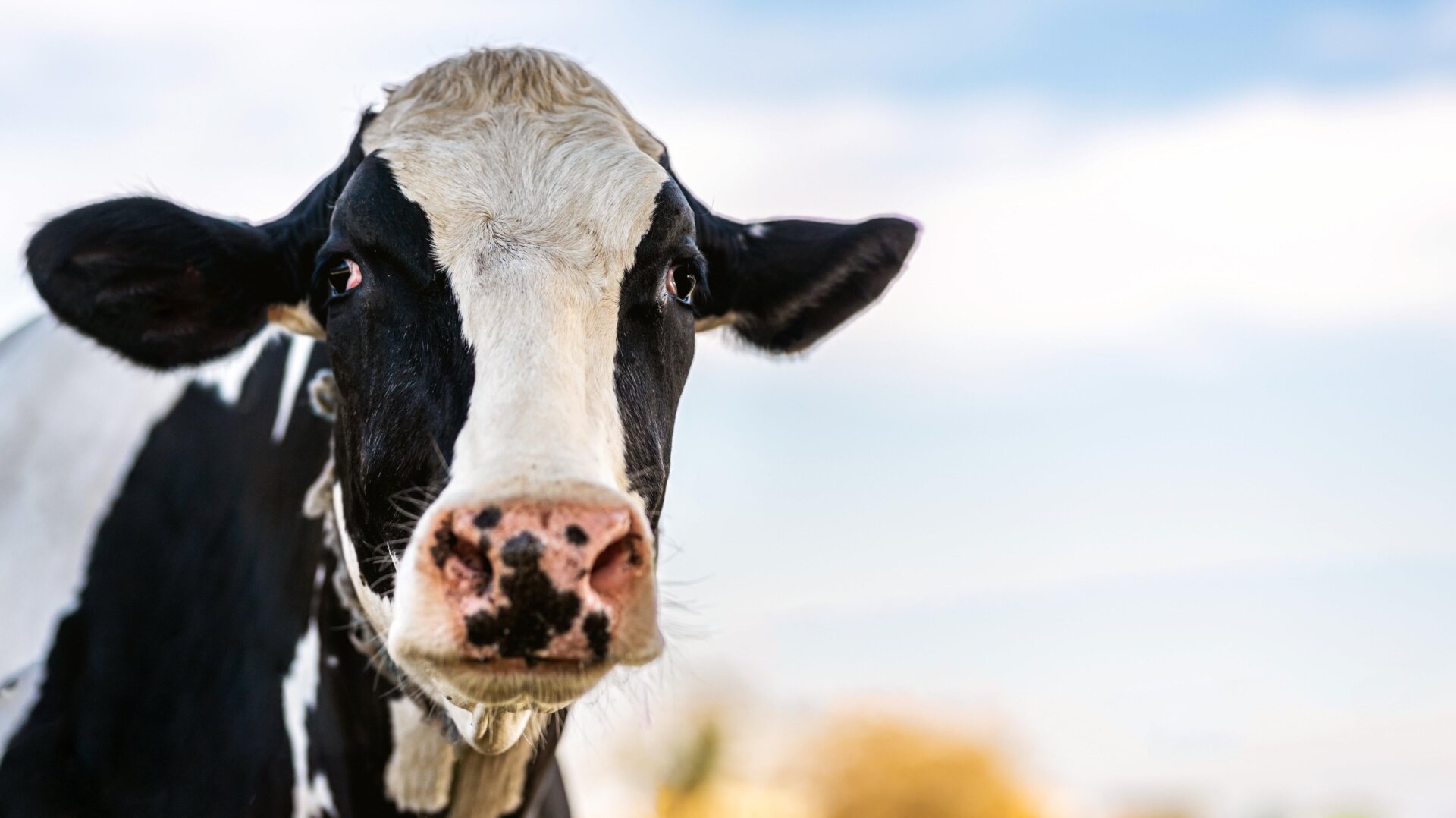 Une vache laitière.