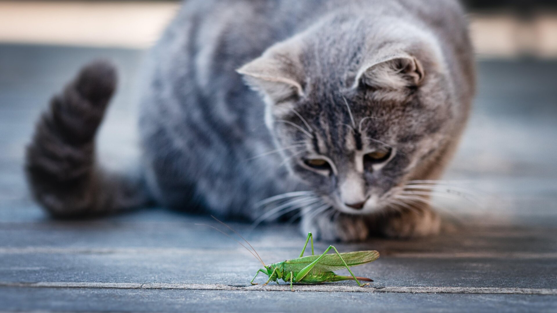 Un chat jouant avec sa nourriture potentielle, une sauterelle.