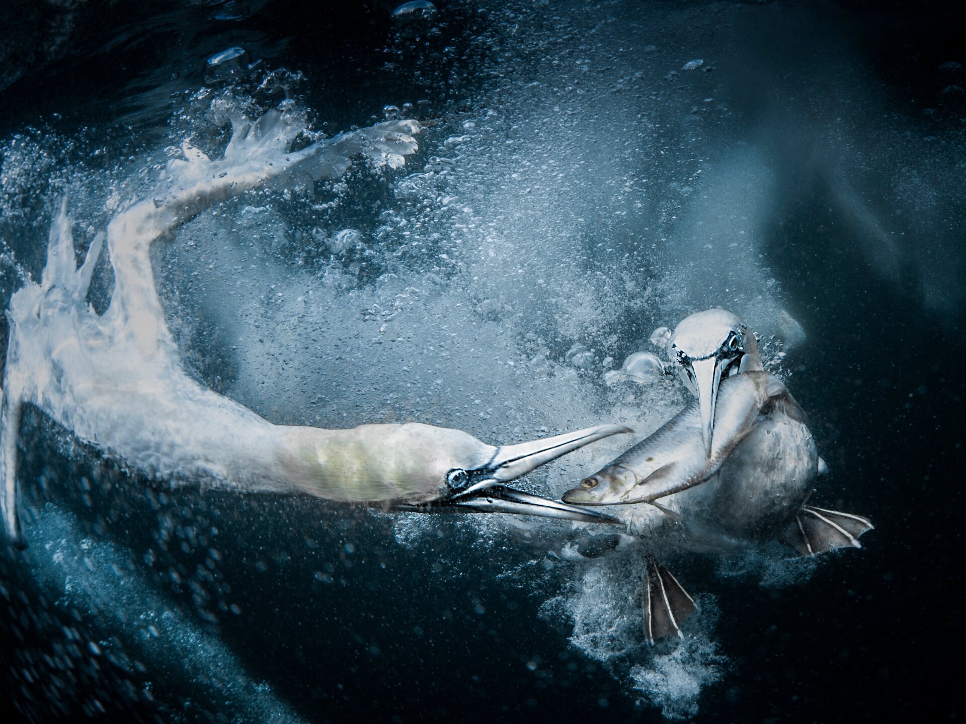 Photo: Tracey Lund