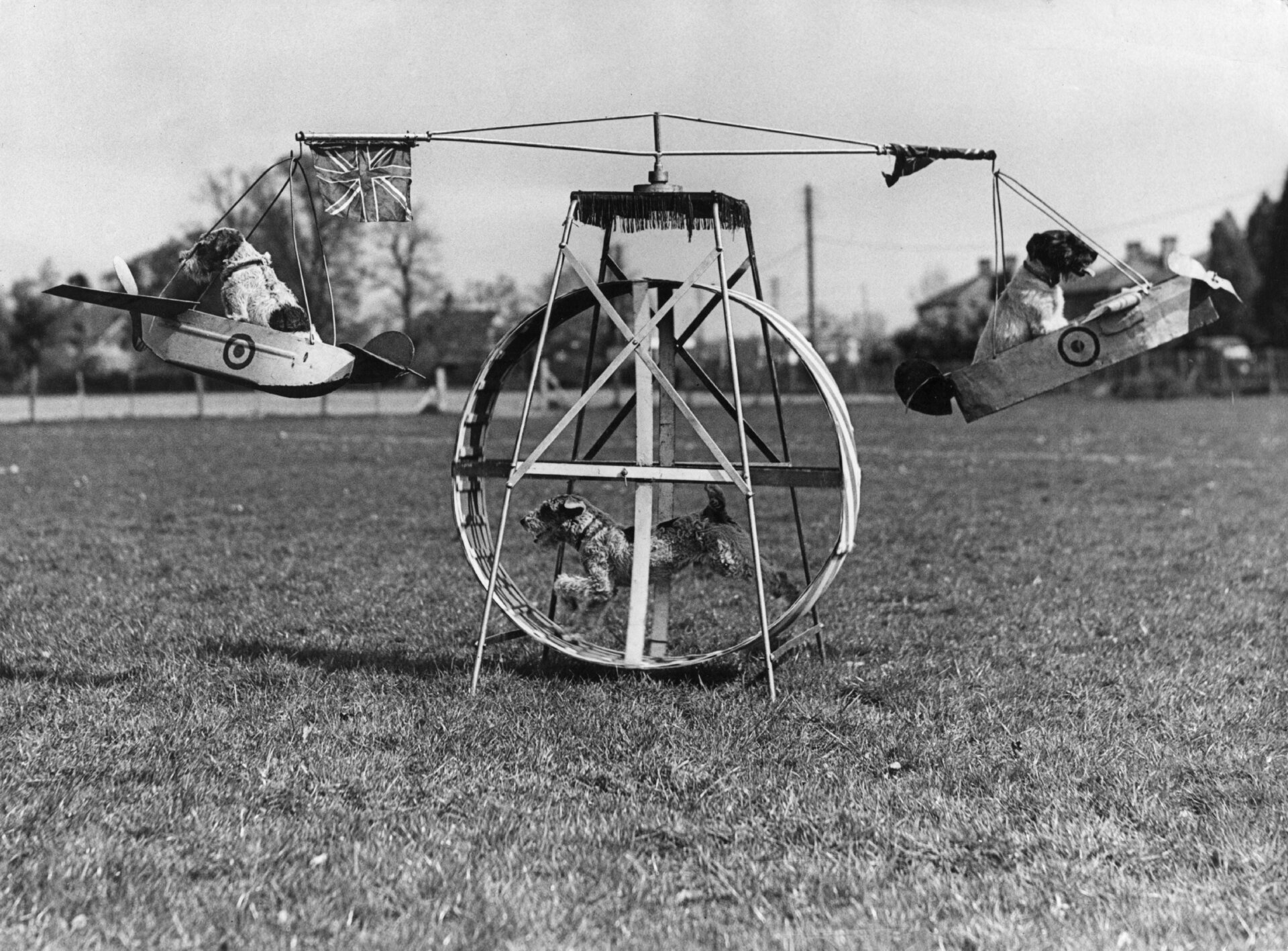 Trois chiens s’entraînent sur une machine volante pour leur spectacle de cirque. L’un d’entre eux fait tourner une roue qui fait bouger les avions dans lesquels les autres sont assis en avril.  21 1943. 