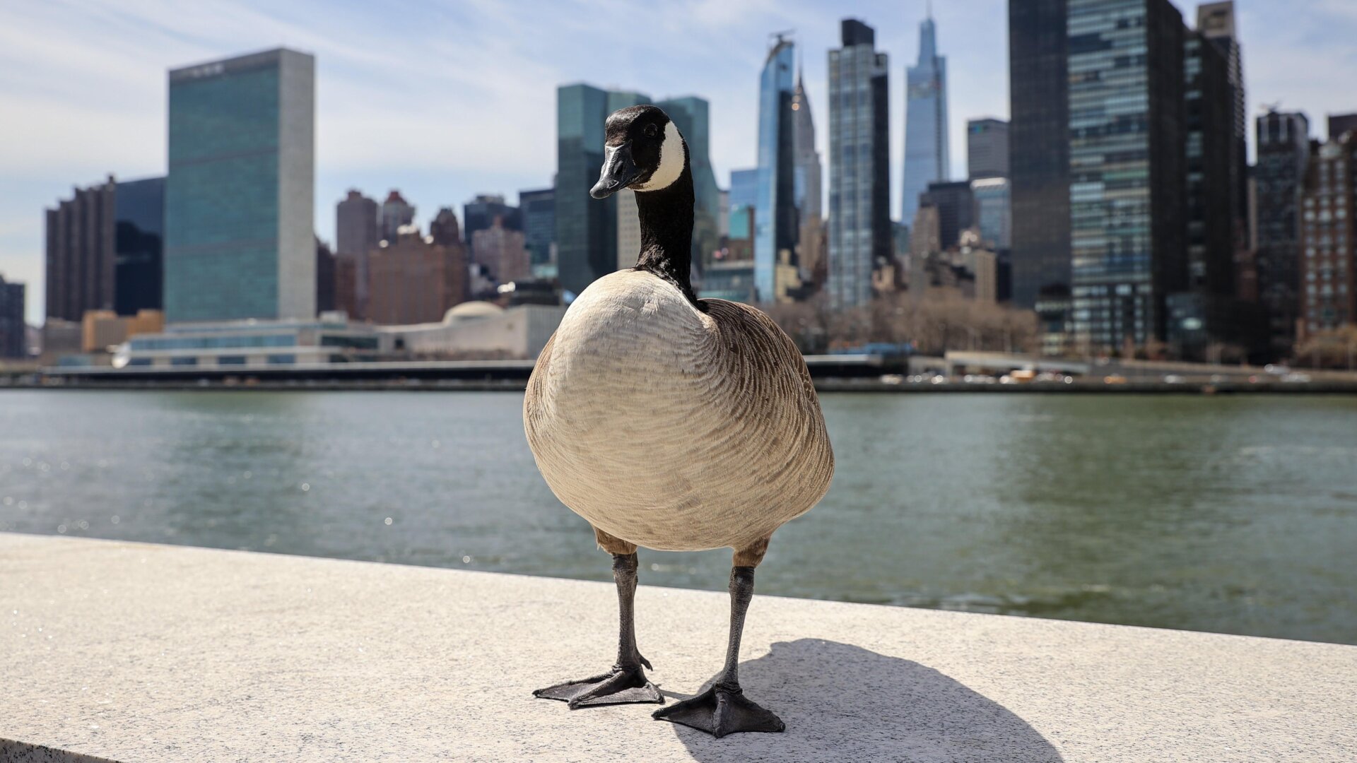 Les scientifiques ont trouvé des traces du H5N1 chez six oiseaux sauvages de quatre espèces différentes, y compris la bernache du Canada. Ci-dessus, une bernache du Canada est vue dans  L’île Roosevelt à New York le 11 avril 2022.