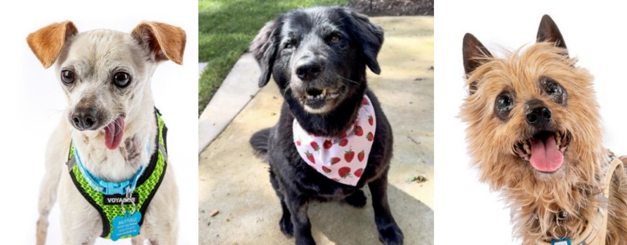 Quelques-uns des chiens seniors disponibles à l’adoption au Muttville Senior Dog Rescue dans la Baie Area, y compris Pyrex (à gauche, #11860) , Sundae (au milieu, #11732), et Kabob (à droite, #11852)