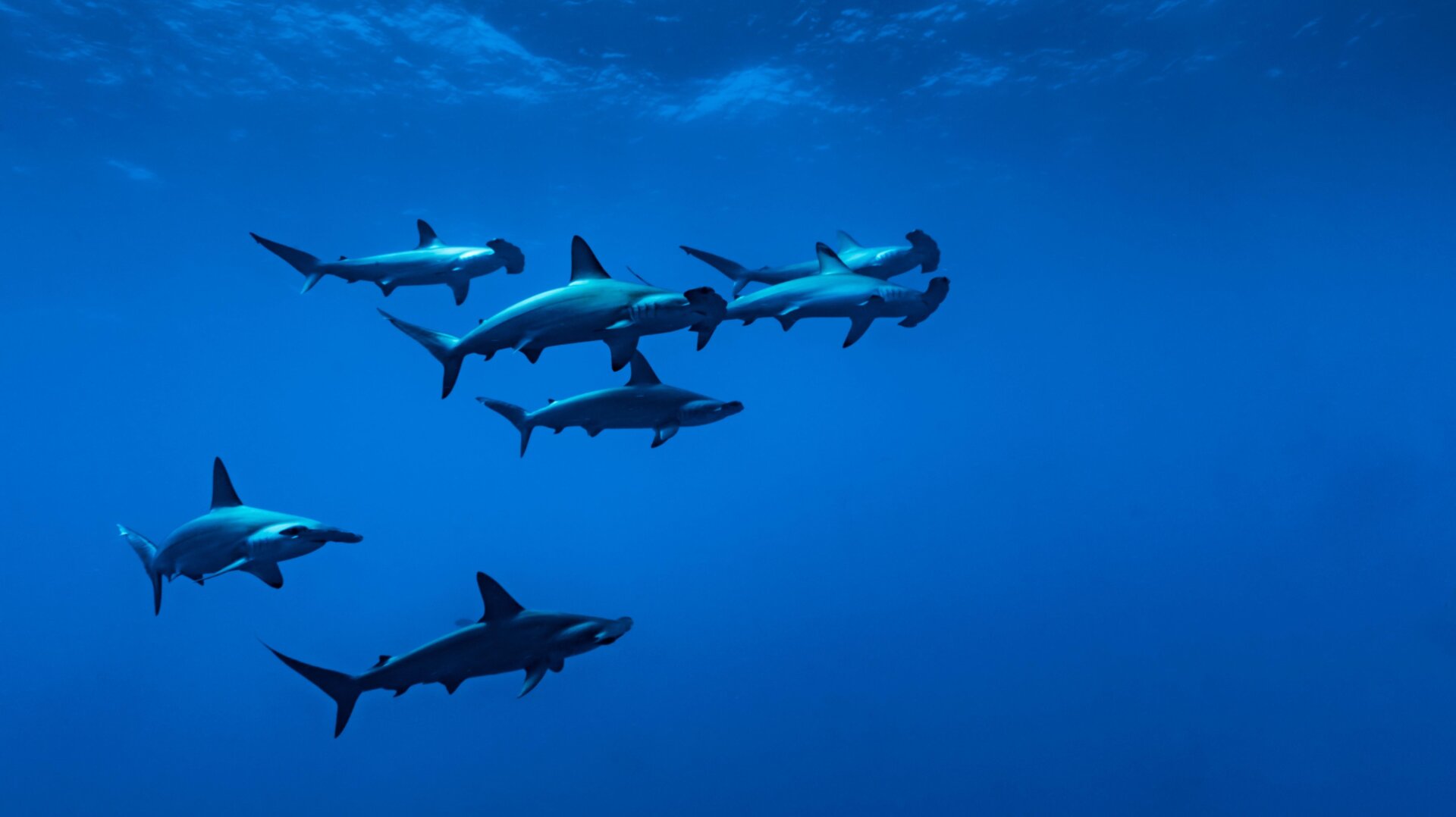 Photo: Alexis Rosenfeld