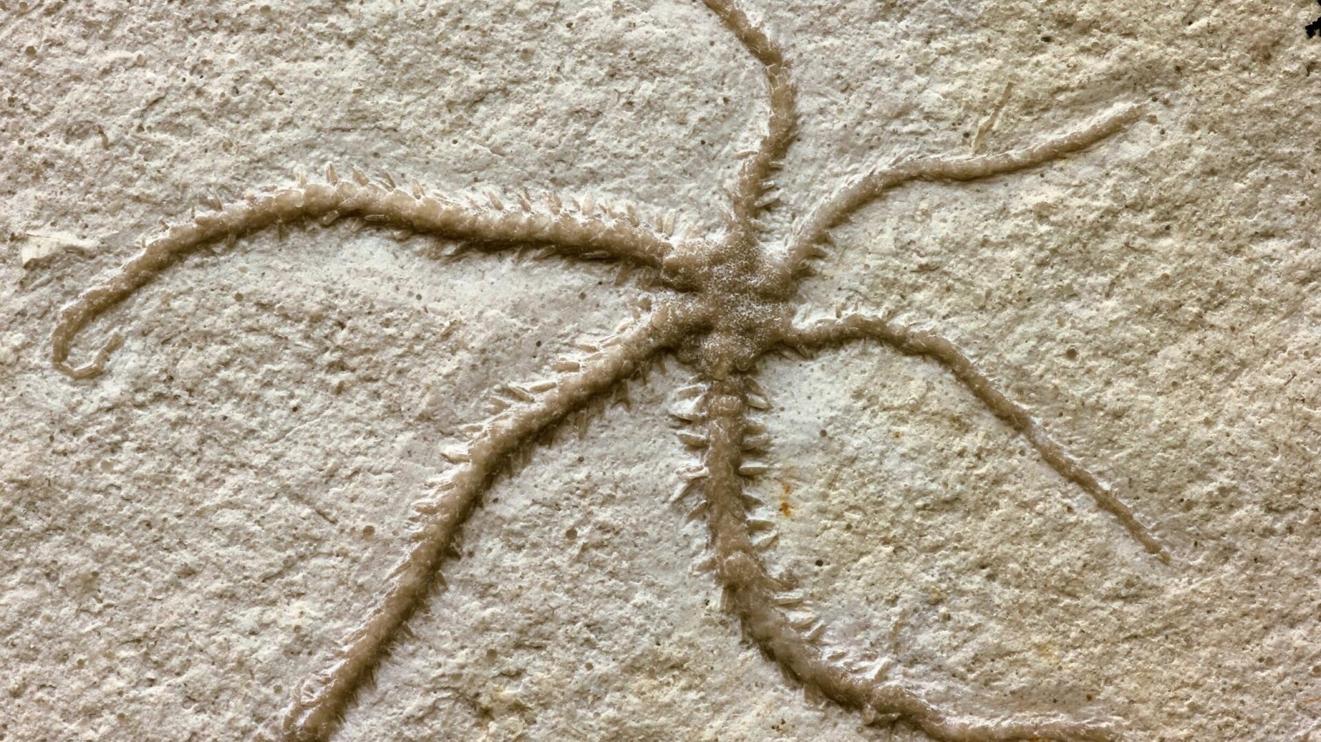 L’ancienne étoile fragile.