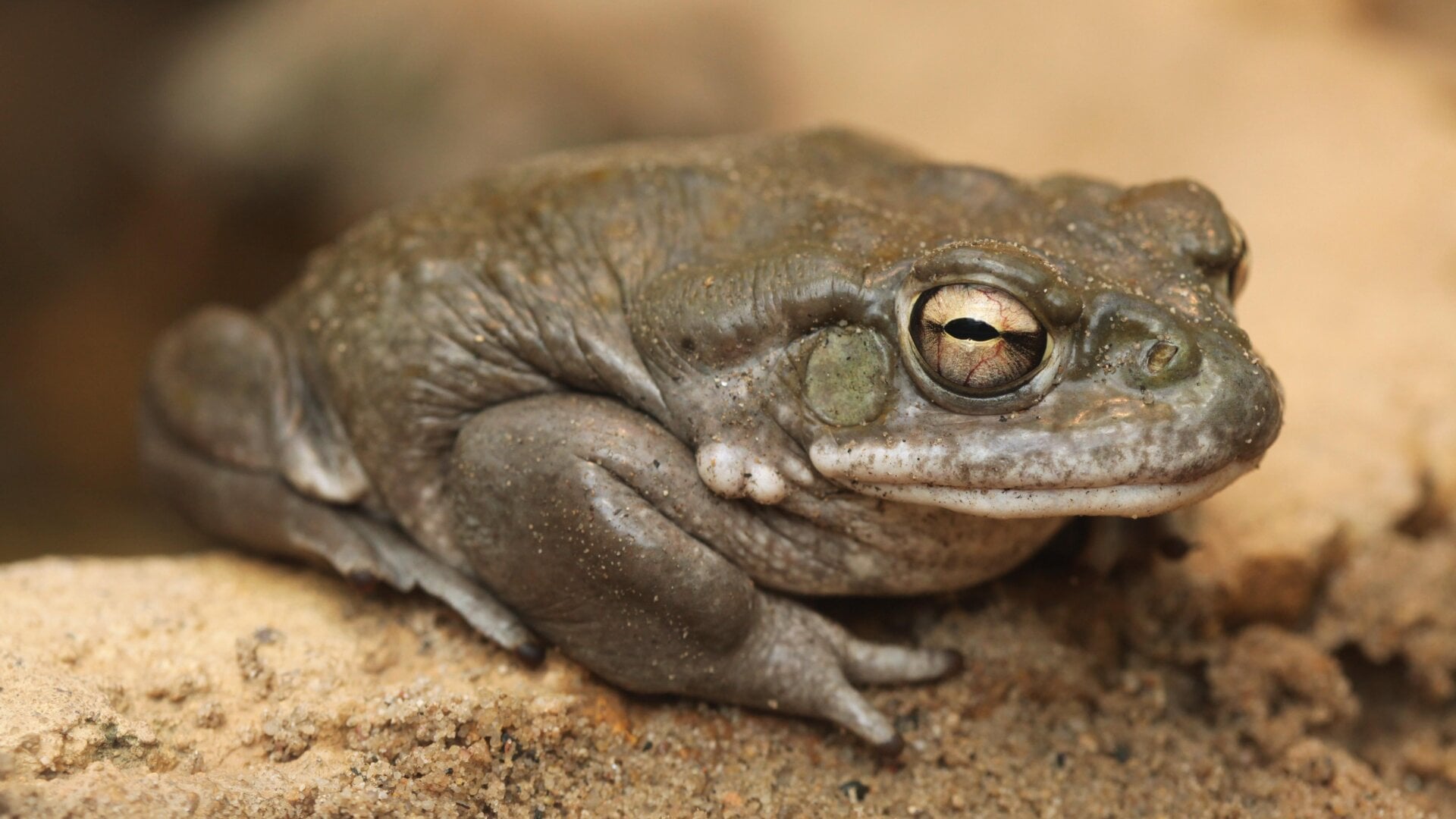 Un crapaud du fleuve Colorado (Incilius alvarius). Cet amphibien rarement vu est originaire de certaines parties du nord-ouest du Mexique et du sud-ouest des États-Unis
