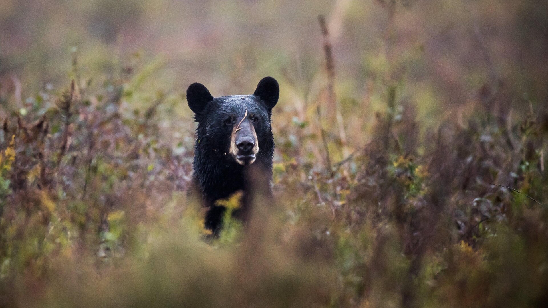 Un ours noir (Ursus americanus) est vu dans un champ au Refuge national faunique Alligator River en Caroline du Nord.