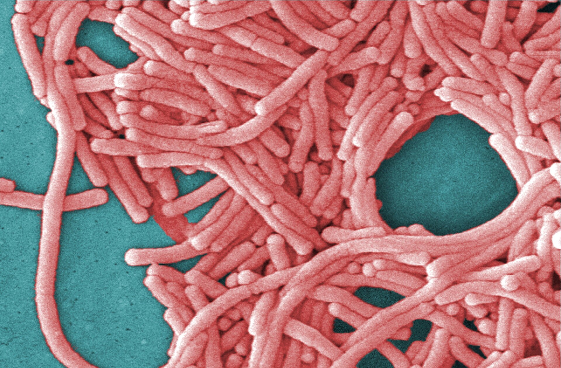 Une image non datée de Legionella pneumophile des bactéries.