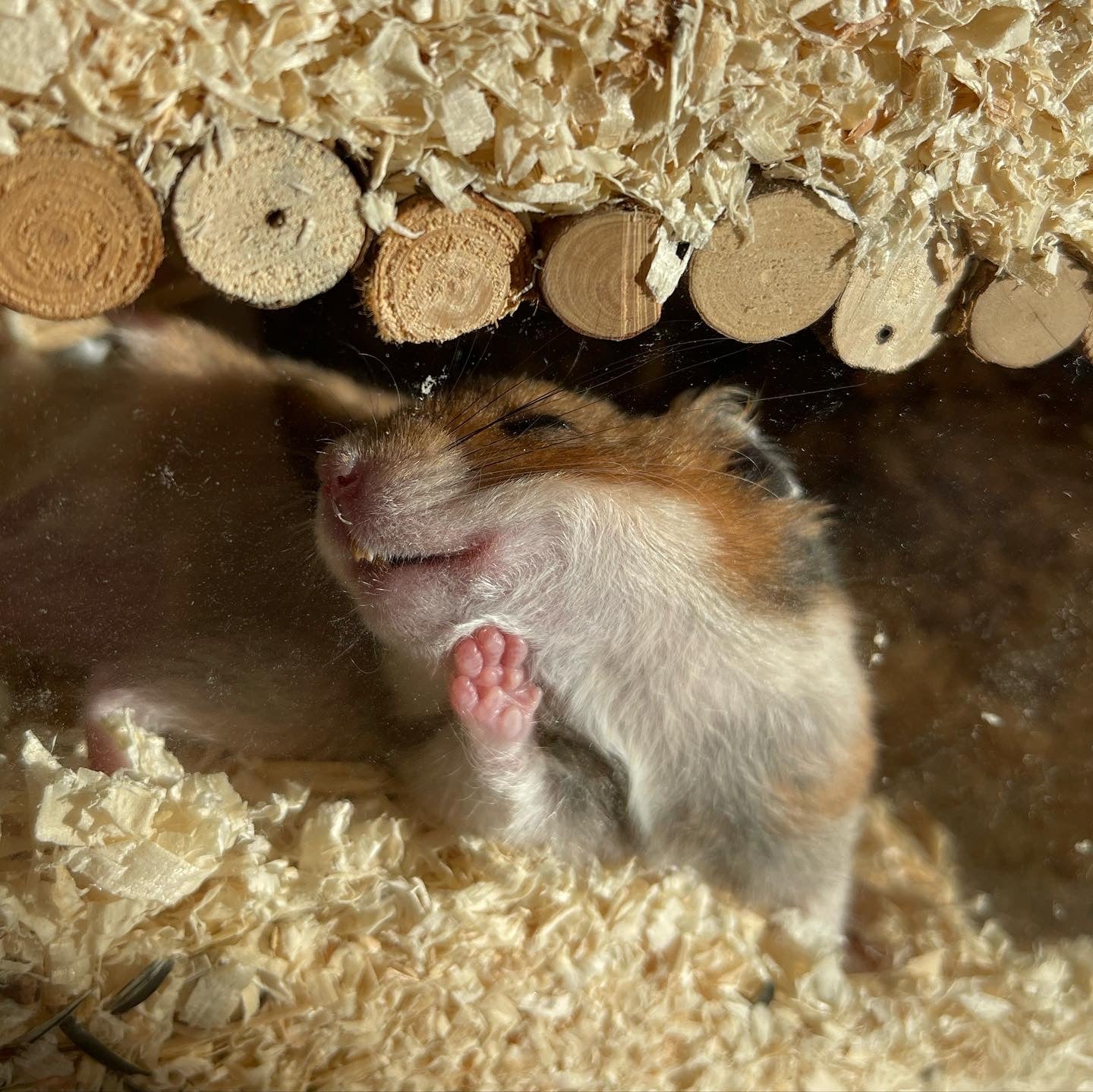 Photo: ©Alina Vogel/Comedy Pets