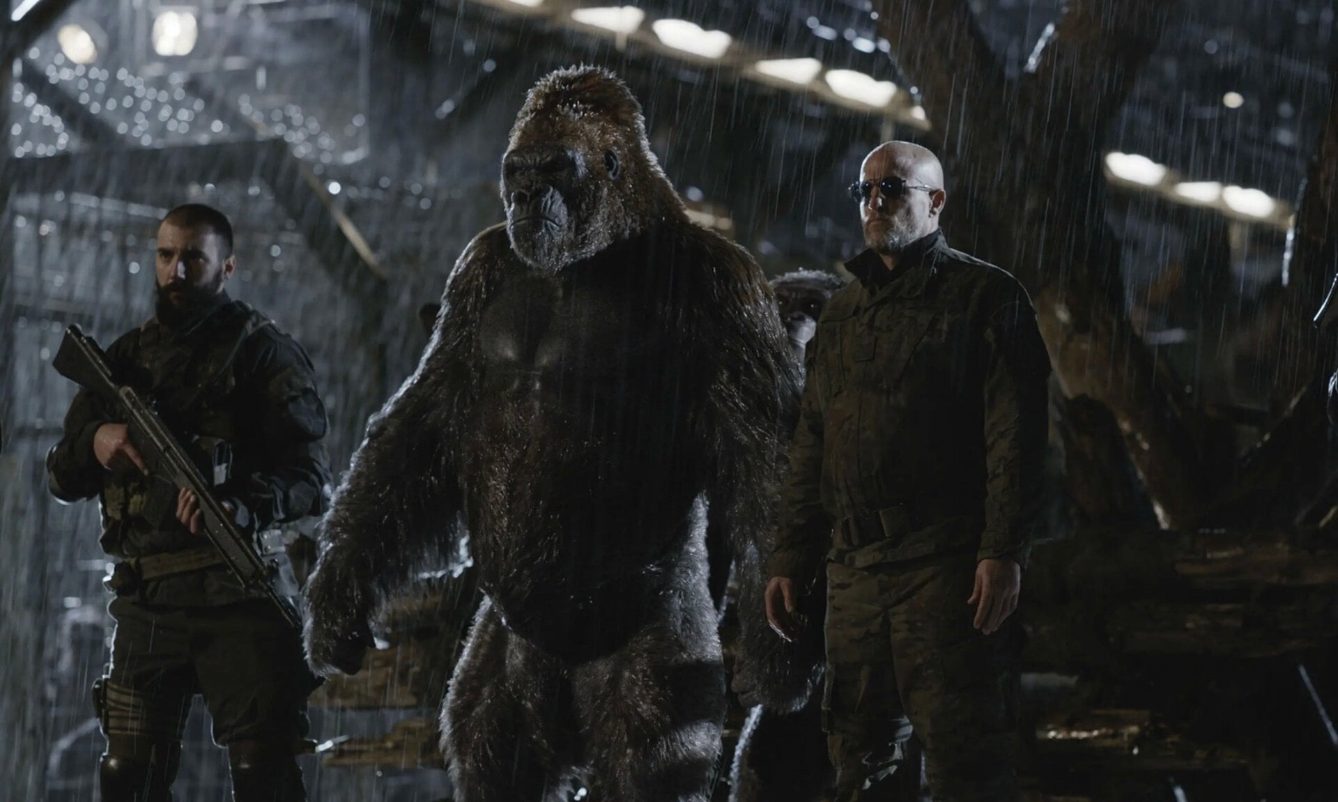 Certains singes ont changé de camp. 