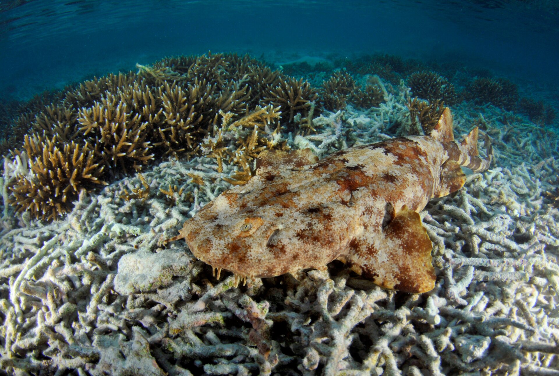 Photo: Andre Seale/VW PICS/Universal Images Group