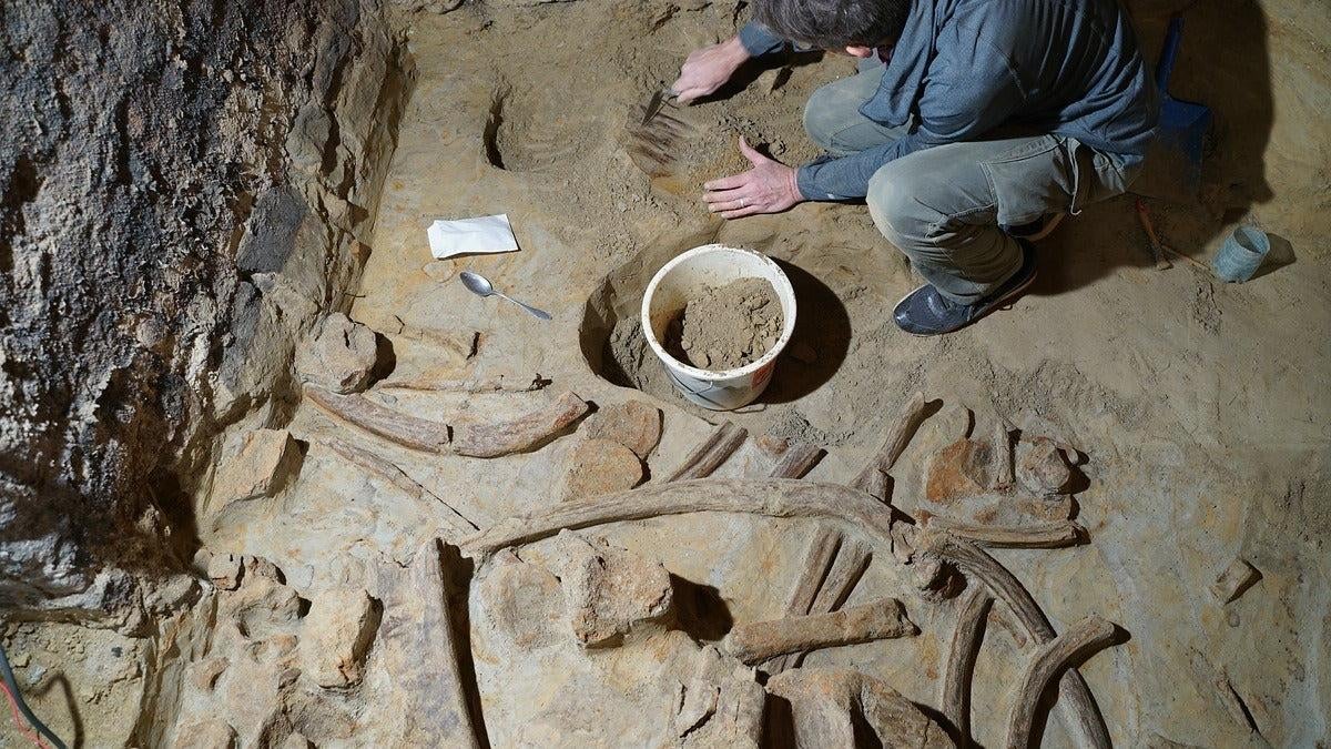 Un archéologue de l’ÖAI au travail dans la cave à vin.