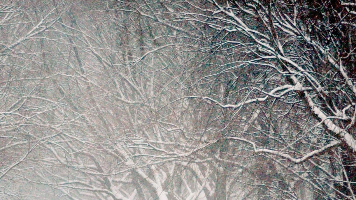 Arbres à New York, New York