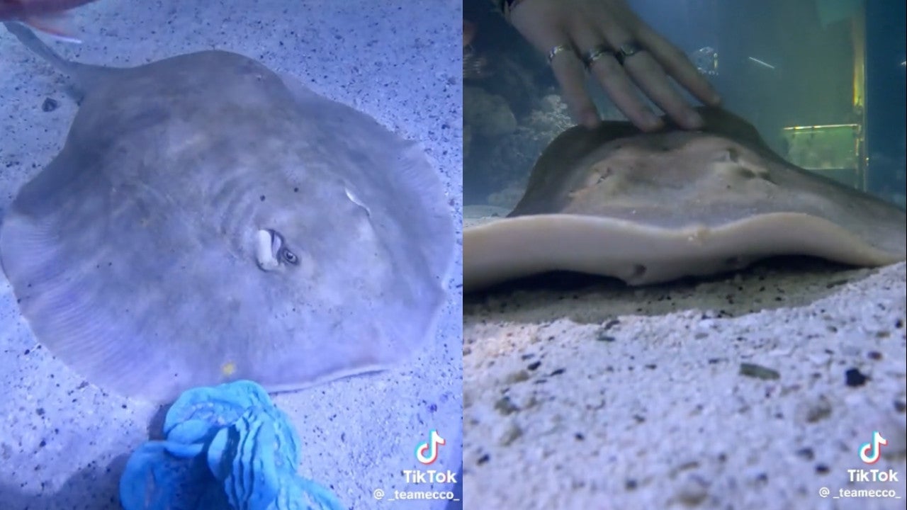Captures d’écran de Charlotte la raie pastenague tirée de vidéos TikTok publiées par l’Aquarium et Shark Lab par l’équipe Ecco à Henderson, Caroline du Nord