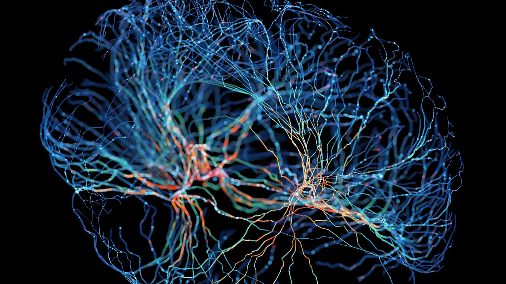 Une illustration des neurones du cerveau.