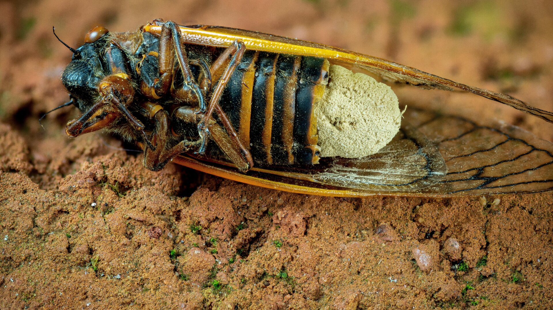 Une cigale de 17 ans tuée par le champignon Massospora cicadina.