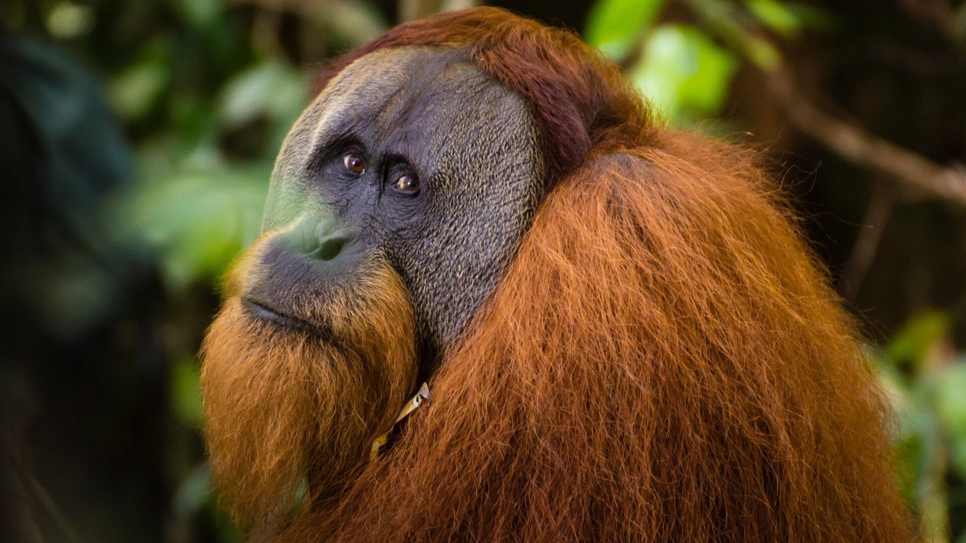 Une photo d’un orang-outan de Sumatra non identifié.