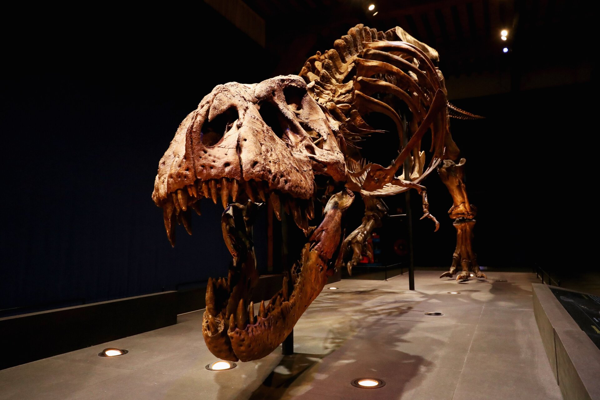 Squelette d’un T. rex au Musée d’histoire naturelle de Leyde.