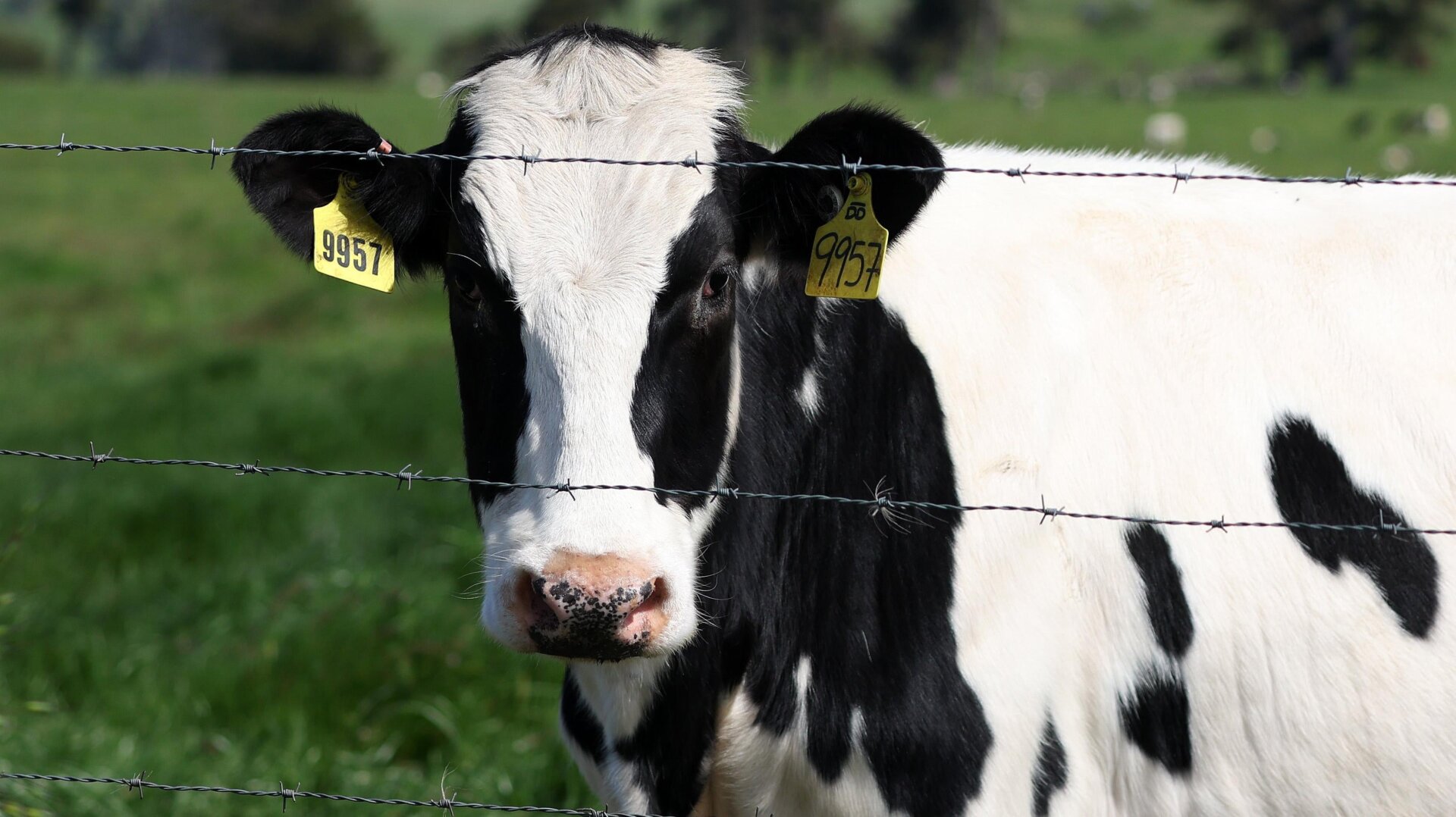 Une vache pâture dans un champ d’une ferme laitière le 26 avril 2024 à Petaluma, en Californie.