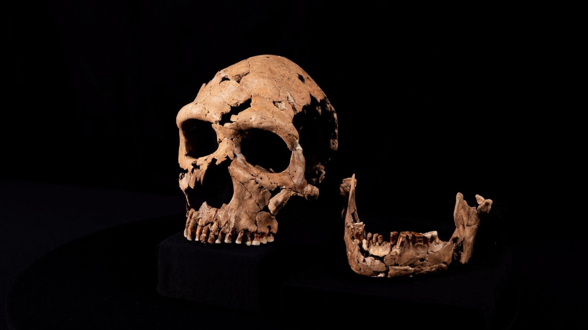 Le crâne et la mâchoire reconstruits de Shanidar Z.