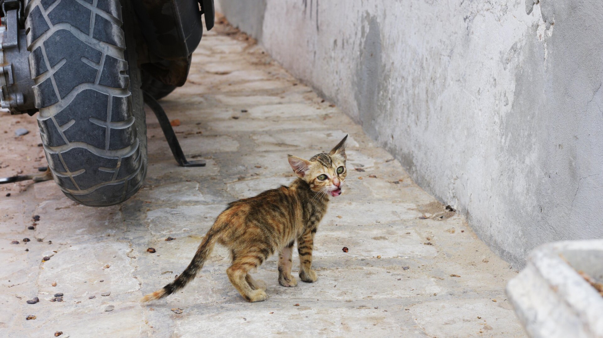 Un chaton errant photographié dans la rue du village de Guellala, sur l’île de Djerba, en Tunisie.