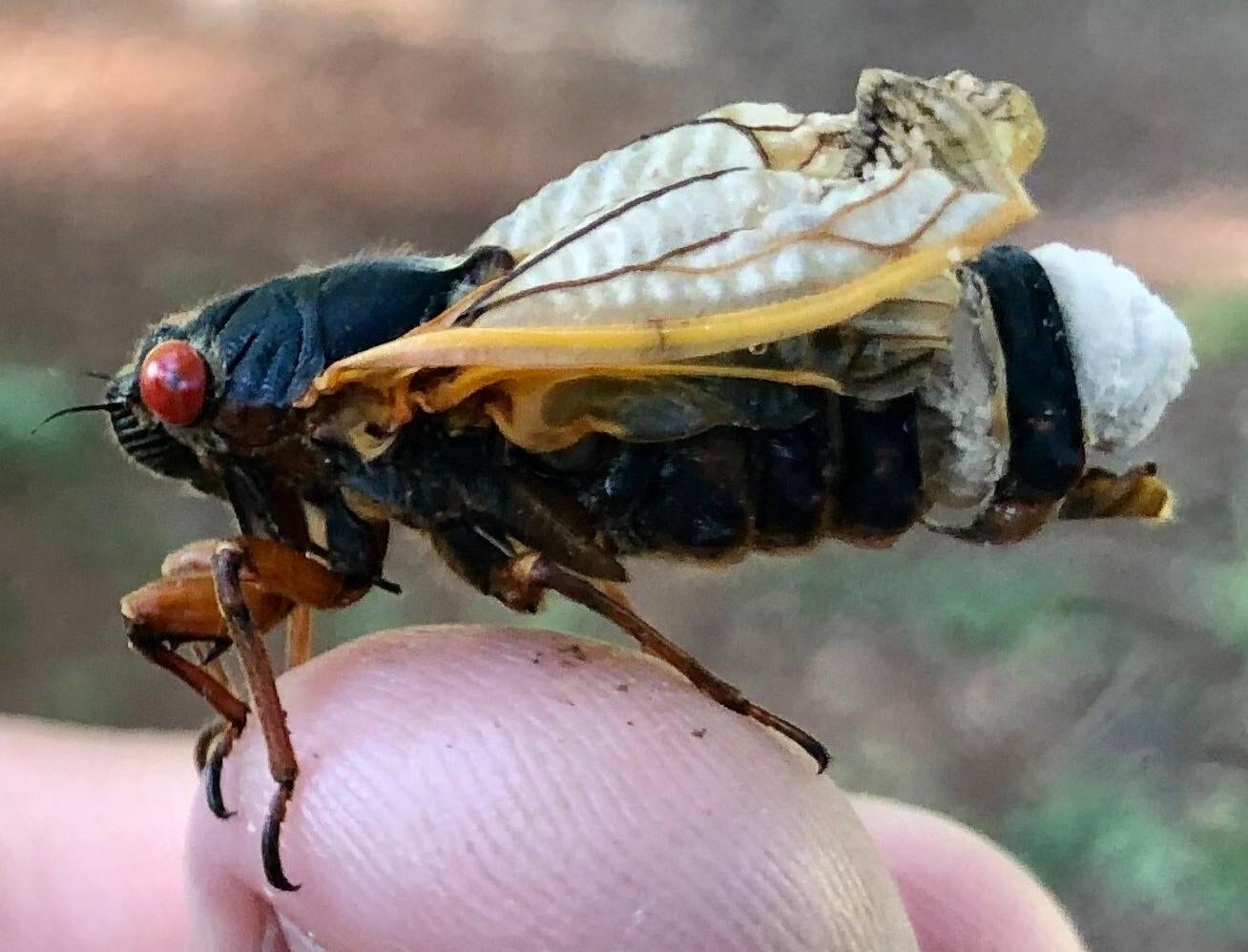 Une cigale infectée par le champignon Massospora cicadina.
