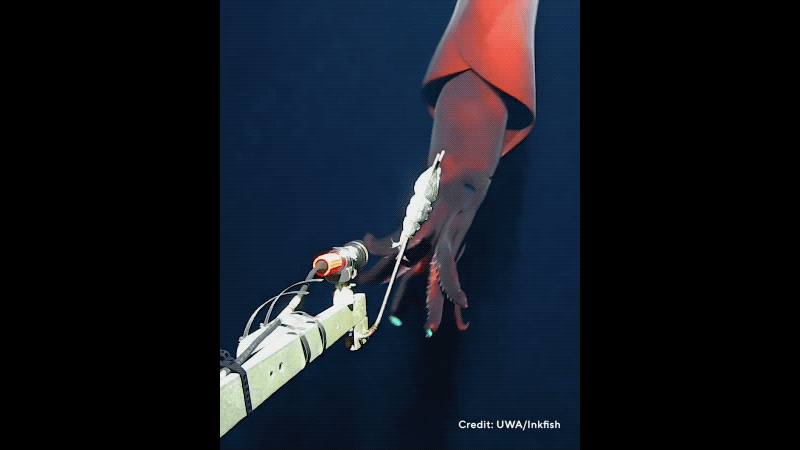 Un calmar accroché en haute mer se précipite pour attraper une caméra appâtée.