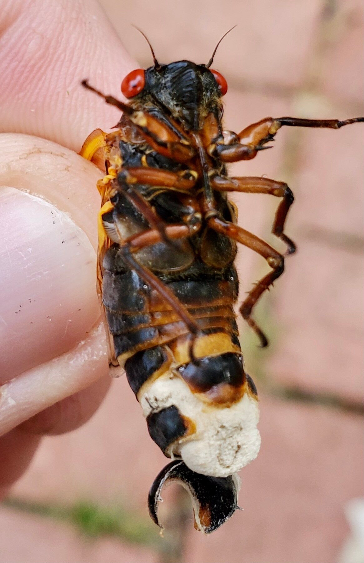 Une cigale infectée par le champignon Massospora cicadina.
