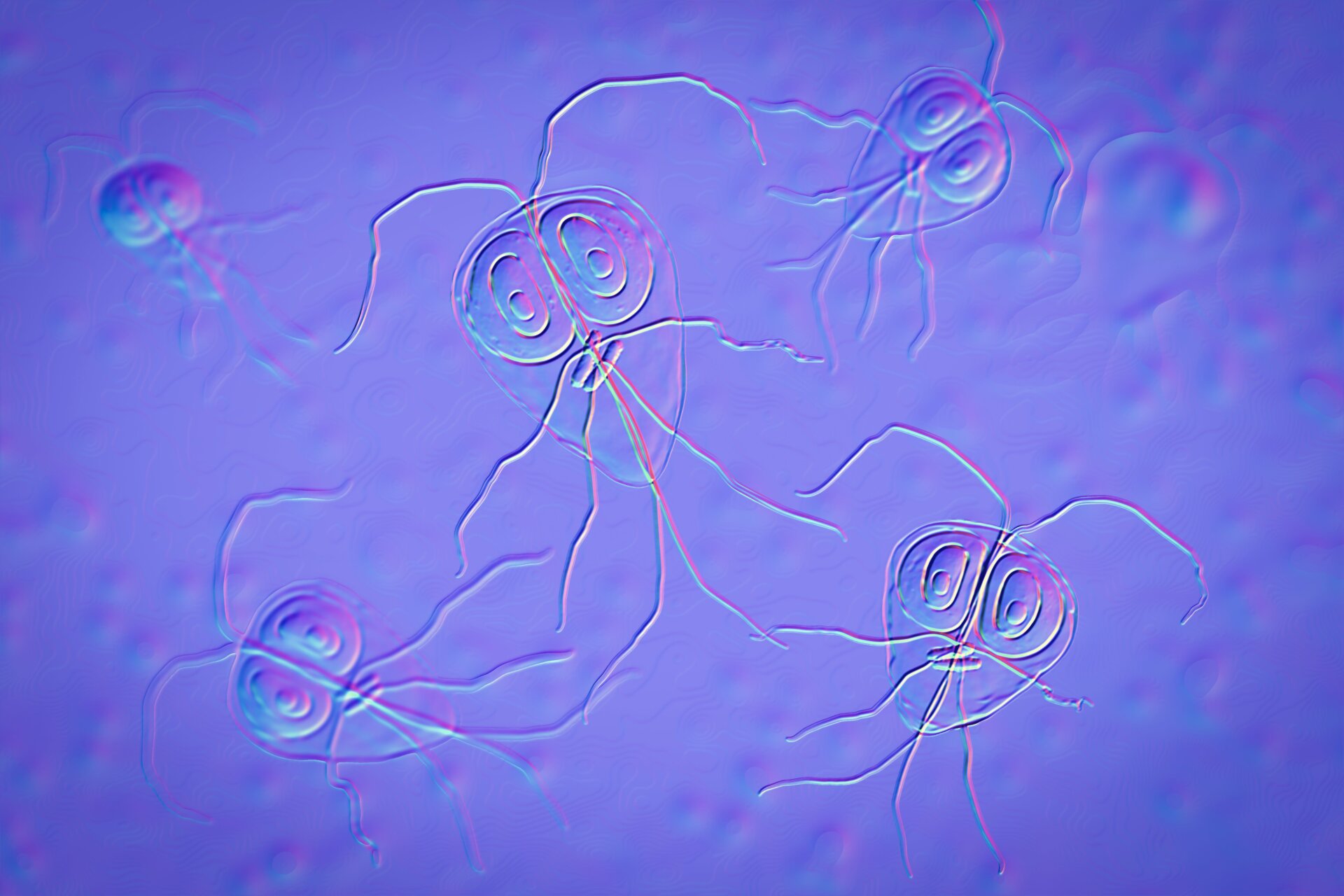 Une illustration des parasites Giardia.