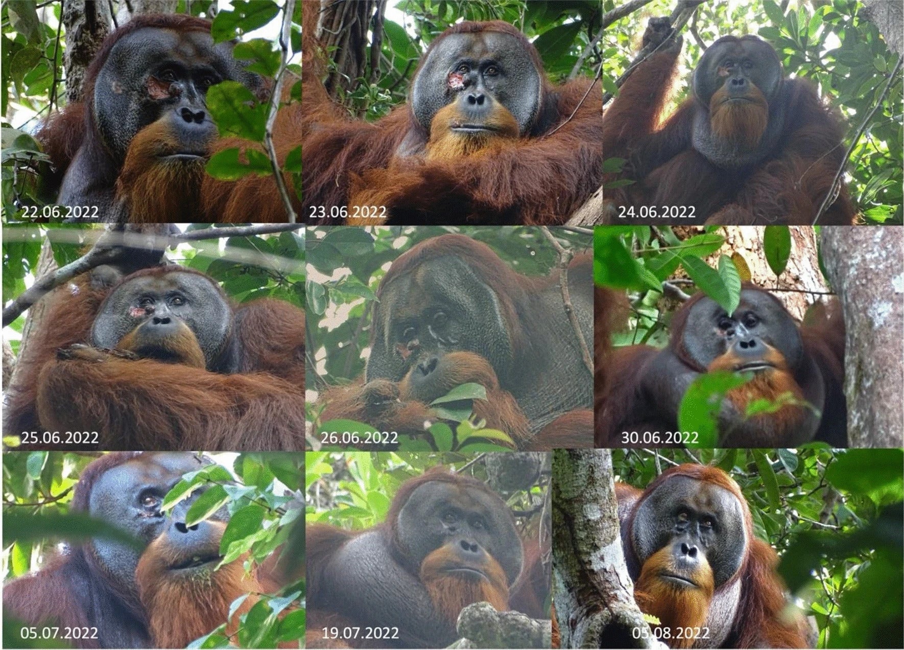 Instantanés de Rakus l’orang-outan avant, pendant et après son traitement de premiers secours réussi en utilisant Fibraurée tinctoria.