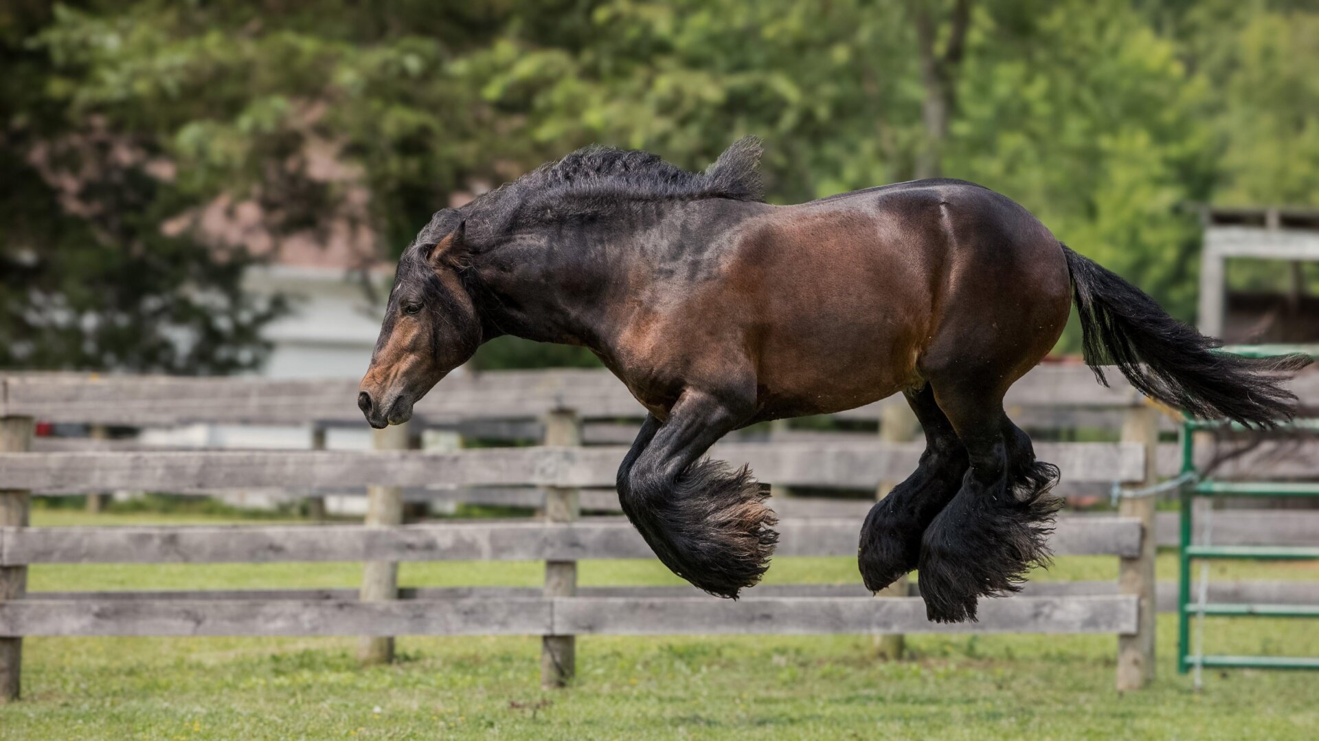Un cheval qui saute à quatre pattes en l’air.