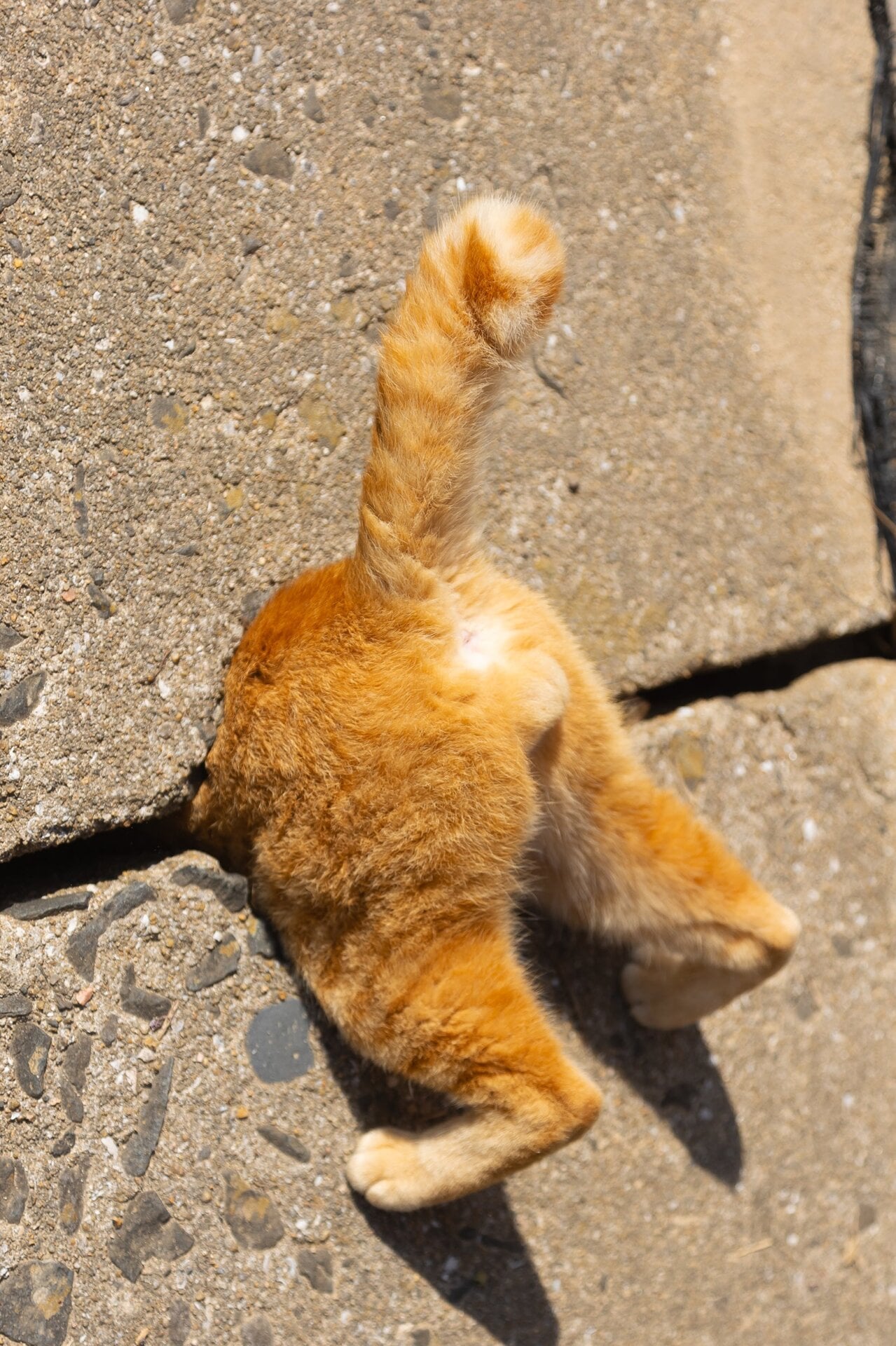 Photo: ©Kenichi Morinaga/Comedy Pets